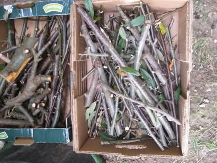 Photo of free Firewood - Kindling (Kesgrave IP5) #2