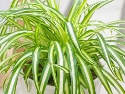 Photo of free Baby Spider Plants (Baldock, SG7) #1