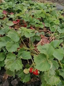 Photo of free Strawberry plants. (Parson's Heath CO4) #2