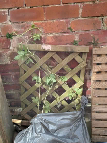 Photo of free Hops plant (M32 stretford) #1