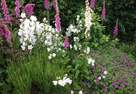 Photo of free White campanula (World’s End Burgess Hill) #1