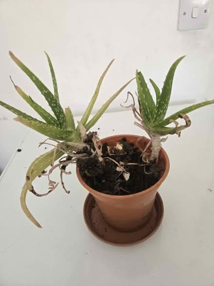 Photo of free Aloe plant only + soil (Craigmillar EH16) #1