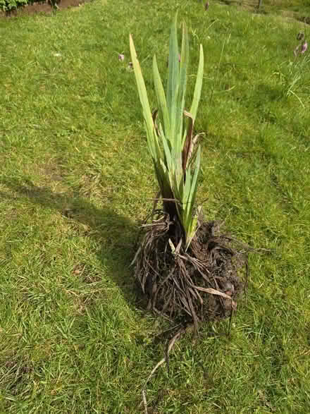 Photo of free Plant for boggy garden #2 (Keswick CA12) #3