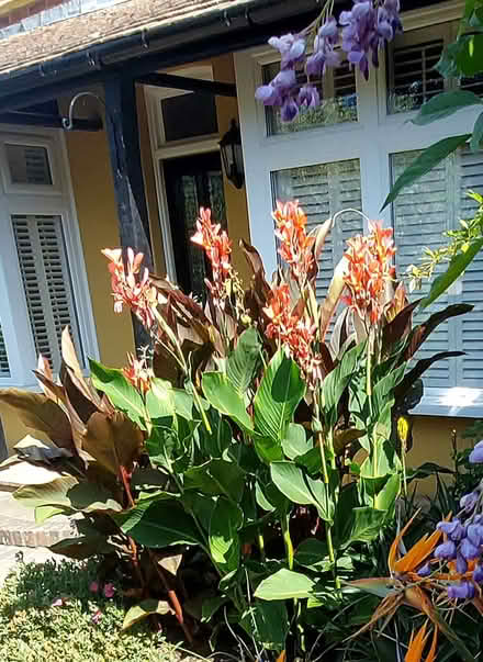 Photo of free Canna Lilies. (Emsworth PO10) #1