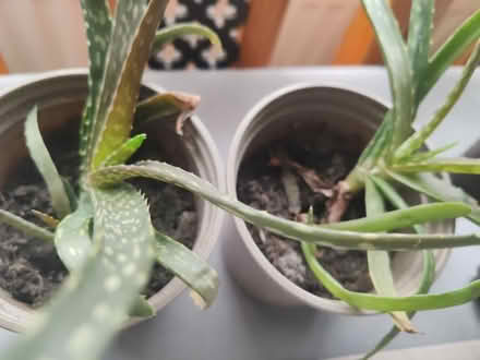 Photo of free Aloe Vera plants (Stechford B33) #1