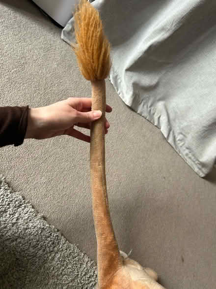 Photo of free Lioness (Campbell Park MK9) #1