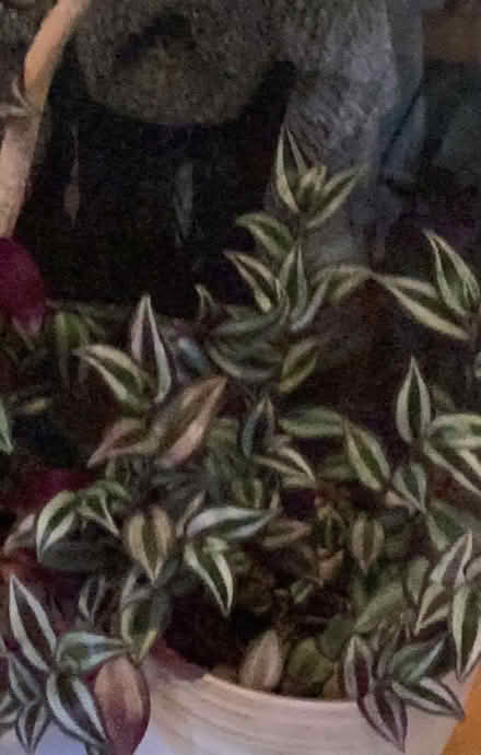 Photo of free Tradescantia cuttings (Charminster BH8) #3