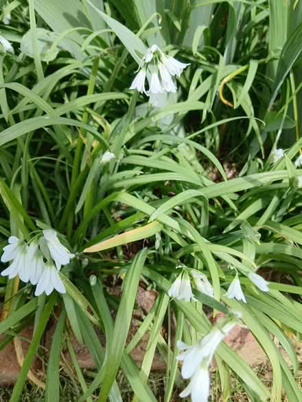 Photo of free Allium triquetrum (Burnham) #1