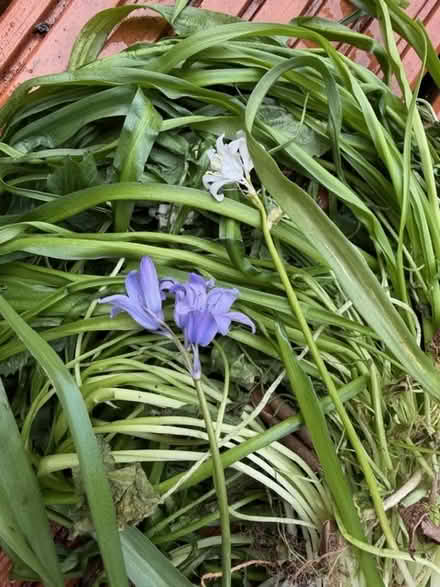 Photo of free Spanish bluebells (Woking GU21) #1