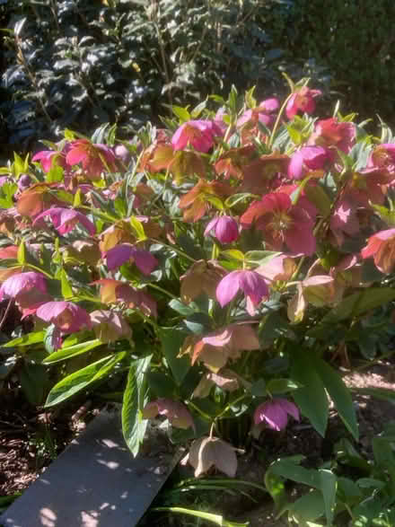 Photo of free Hellebores (Worlds End Burgess Hill) #1