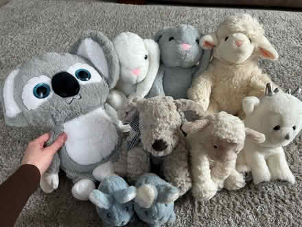 Photo of free 10 teddies (Campbell Park MK9) #1