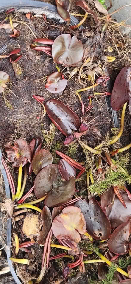 Photo of free Water lylies (Loughborough LE11) #2