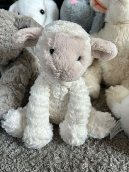 Photo of free 10 teddies (Campbell Park MK9) #3