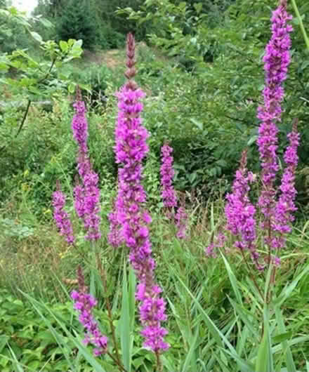 Photo of free Plant for Boggy Garden (Keswick CA12) #1