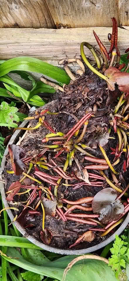 Photo of free Water lylies (Loughborough LE11) #3