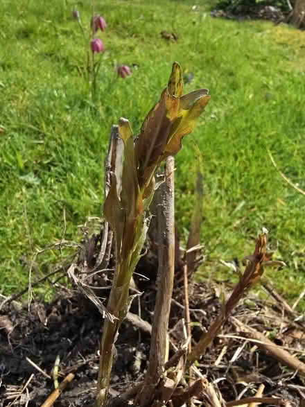 Photo of free Plant for Boggy Garden (Keswick CA12) #2