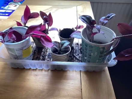 Photo of free Tradescantia cuttings (Charminster BH8) #1