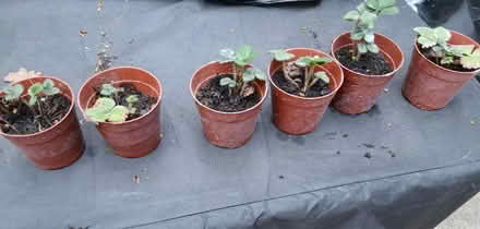 Photo of free 6 strawberry plants (PO7) #1