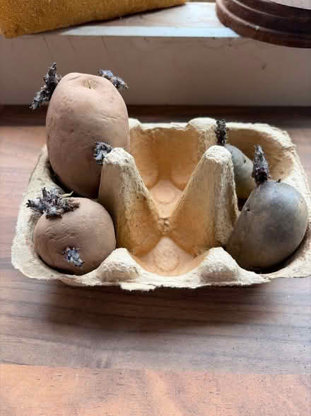 Photo of free Seed potatoes ready to plant (Farncombe GU7) #1