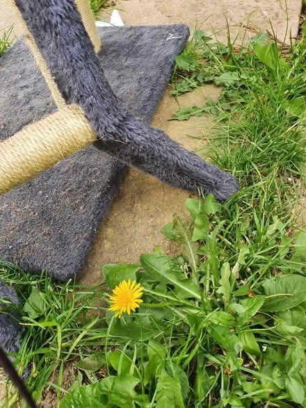 Photo of free Cat tree (Northolt UB5) #2