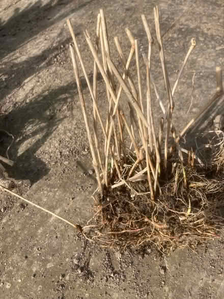 Photo of free Grass (Worlds End Burgess Hill) #1