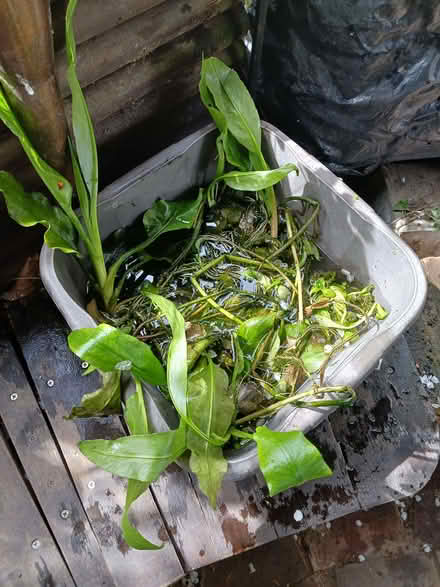 Photo of free Pond plants (Rainham ME8) #1