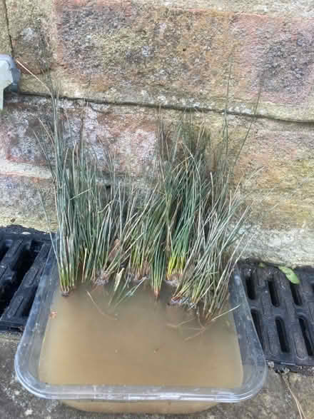 Photo of free Hard rush (Worlds End Burgess Hill) #1