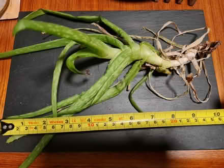 Photo of free aloe vera 30 cm (Central Lewes) #1