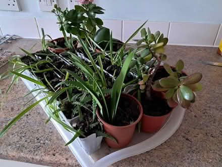 Photo of free House plant babies (HP3 Apsley) #1