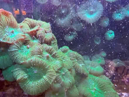 Photo of free Mushroom Coral (Vienna) #1