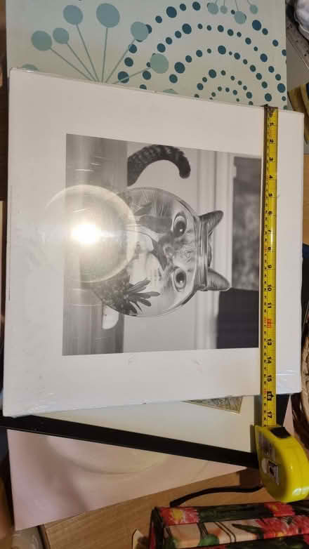 Photo of free Canvas pictures, 1 framed picture, 1 print (cat) (Dunkeswell EX14) #1