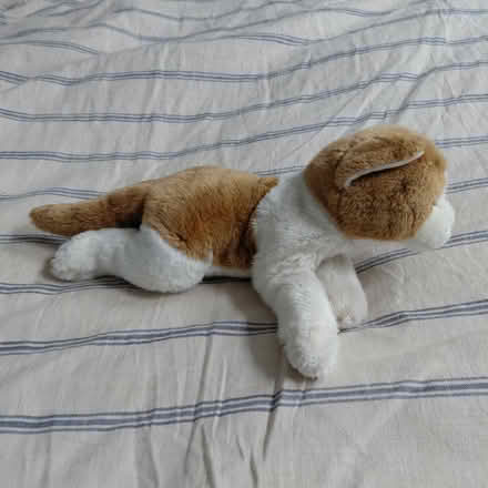 Photo of free Cat plush (Suju's on Decoto Road) #2