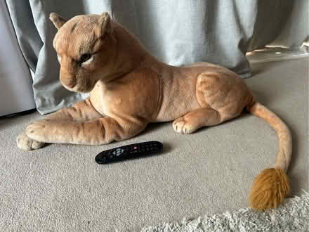 Photo of free Lioness (Campbell Park MK9) #4