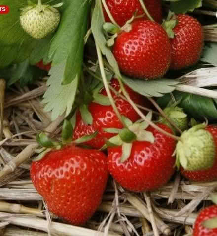 Photo of free Strawberry plants. (Parson's Heath CO4) #1