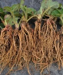 Photo of free Strawberry plants. (Parson's Heath CO4) #3