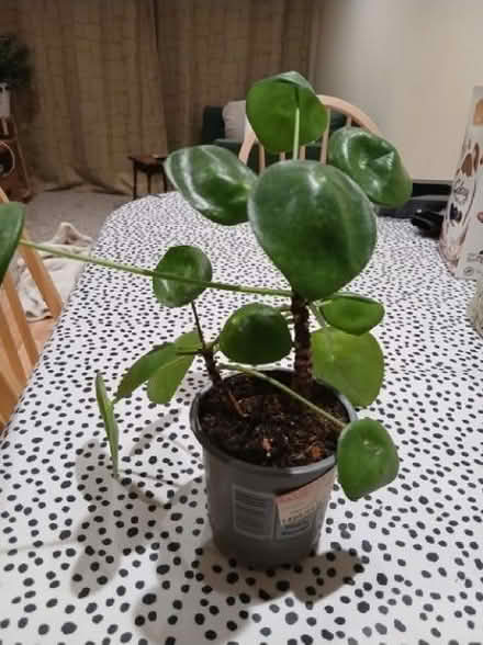 Photo of free Chinese money plant (Theale RG7) #1
