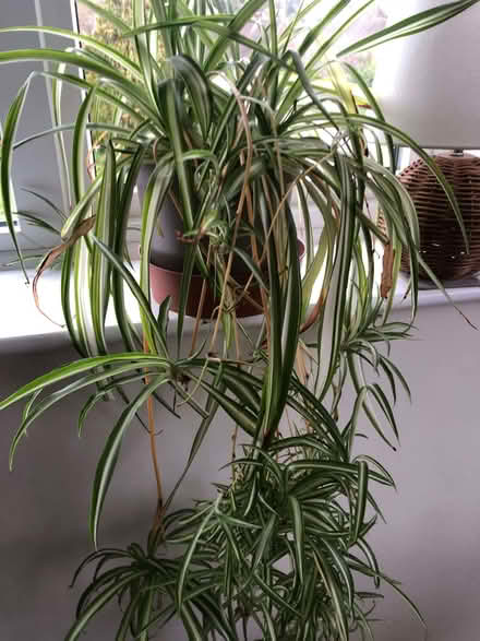 Photo of free Spider plants (Sedlescombe Street TN33) #1