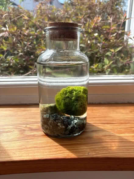 Photo of free Marimo ball aquatic plant (Royal Leamington Spa CV31) #1