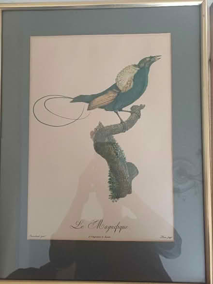 Photo of free 2 framed bird prints (Moor Park HA6) #2