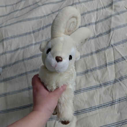 Photo of free Ram plush (Suju's on Decoto Road) #1