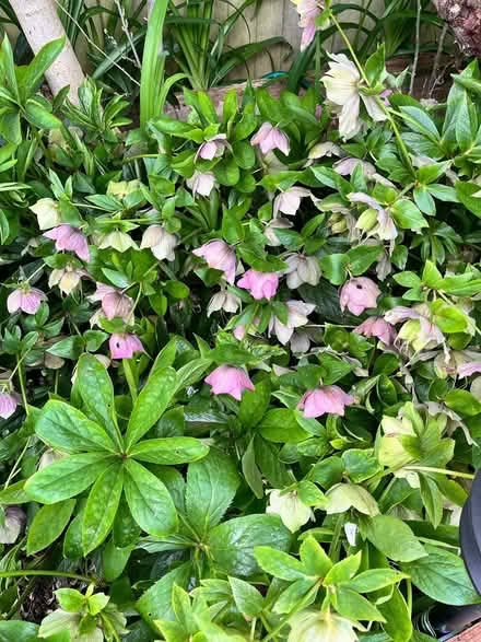 Photo of free Christmas rose seedlings (CM12) #1