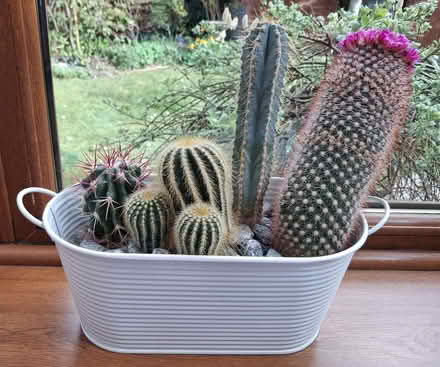 Photo of free Cactus garden (Finchampstead RG40) #1