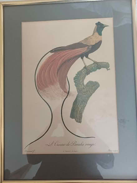 Photo of free 2 framed bird prints (Moor Park HA6) #3