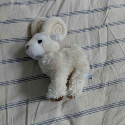 Photo of free Ram plush (Suju's on Decoto Road) #2