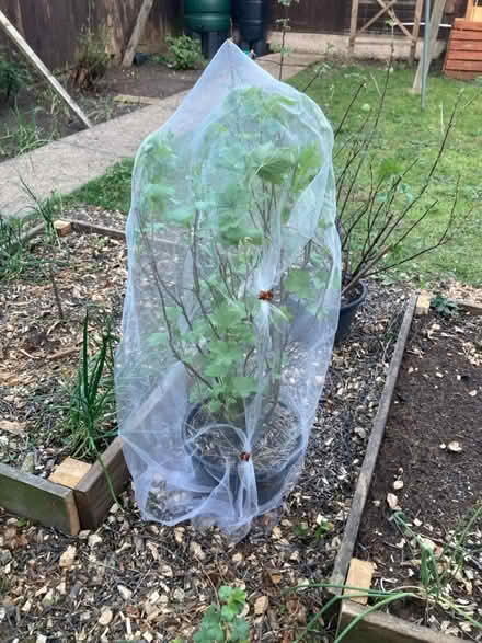 Photo of Hoops (any material) (Harrow HA1) #1