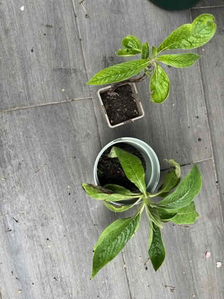 Photo of free 2 Echium plants (Elephant and Castle) #3