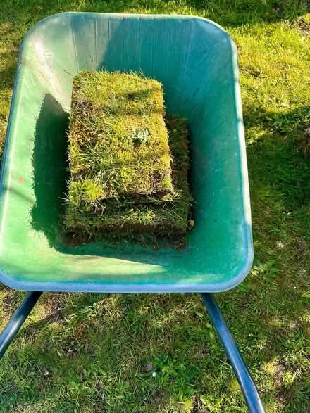 Photo of free Real lawn turf squares (Hatfield AL10) #2