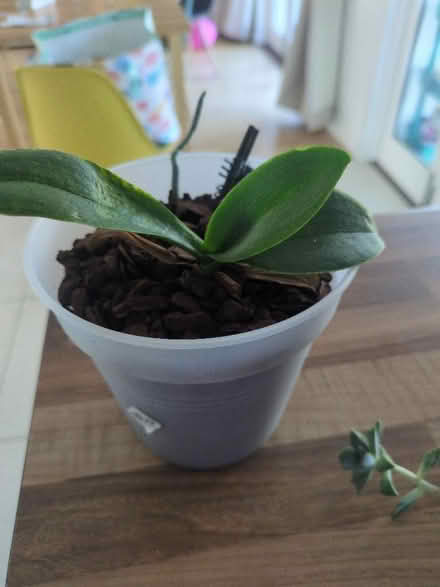 Photo of free Orchid that needs rescuing (Buckstone EH10) #1