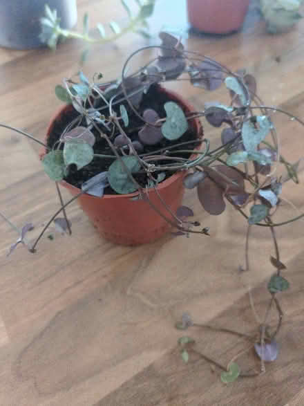 Photo of free Tiny string of hearts plant (Buckstone EH10) #1