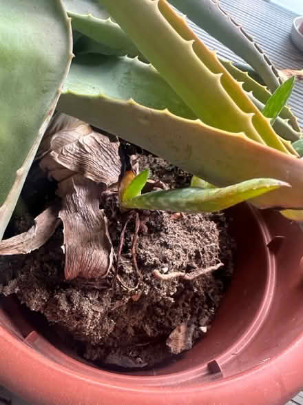 Photo of free Aloe Vera plant (Canary Wharf, E14) #2